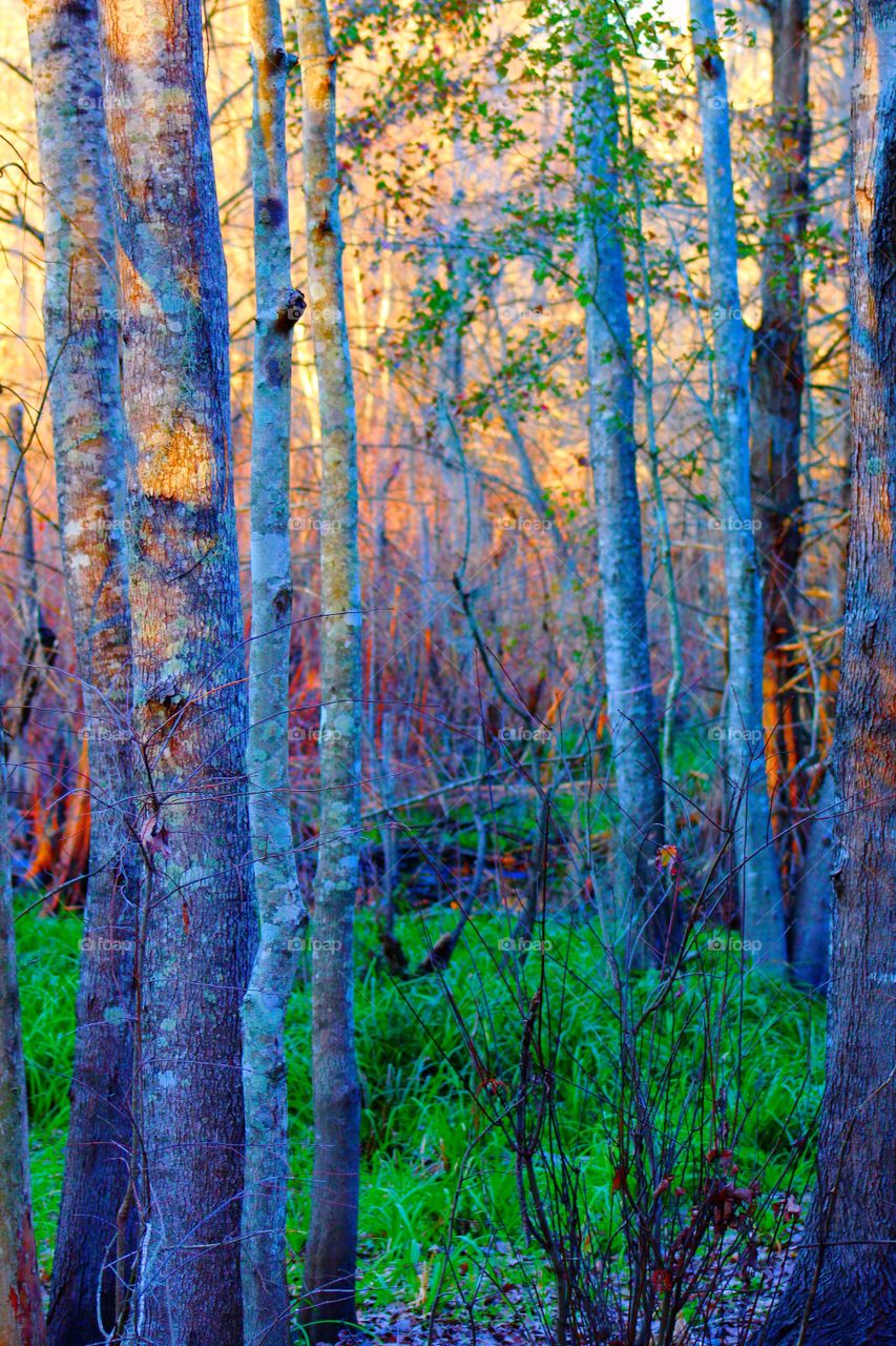 Grass along the water in the woods