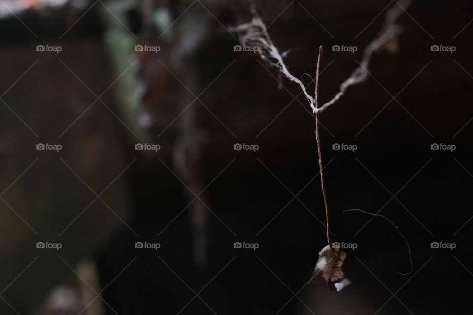 Dead leaf hangs precariously by spiderweb
