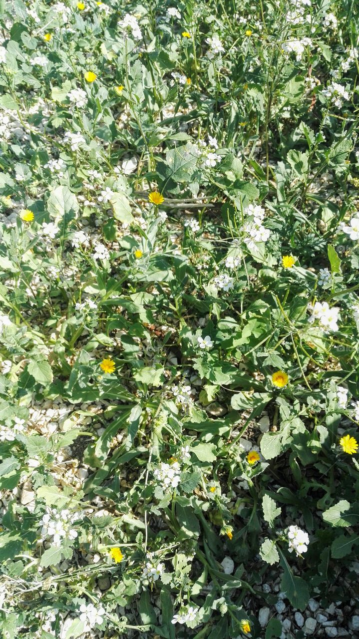 fiori bianchi e gialli