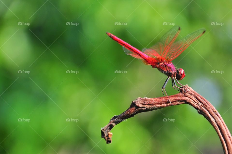 Red dragonfly holds on a branch with a green background.