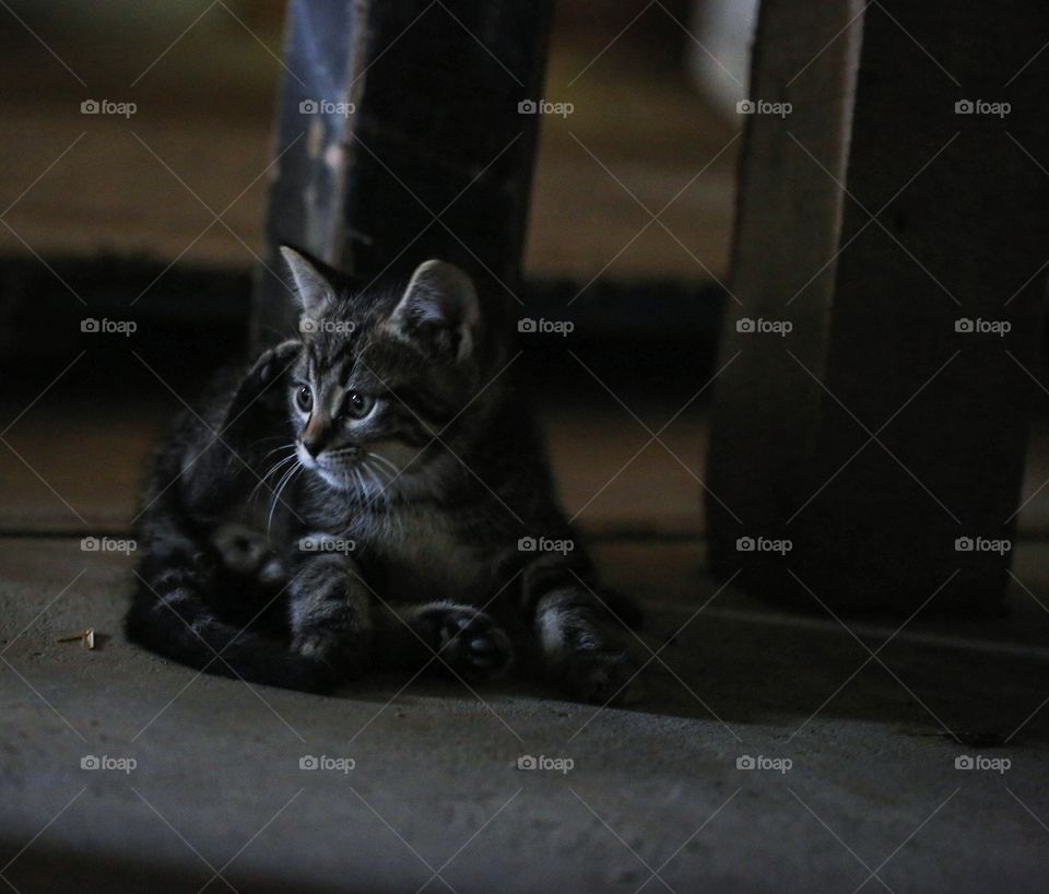 Shot of a kitten in a shadowy area