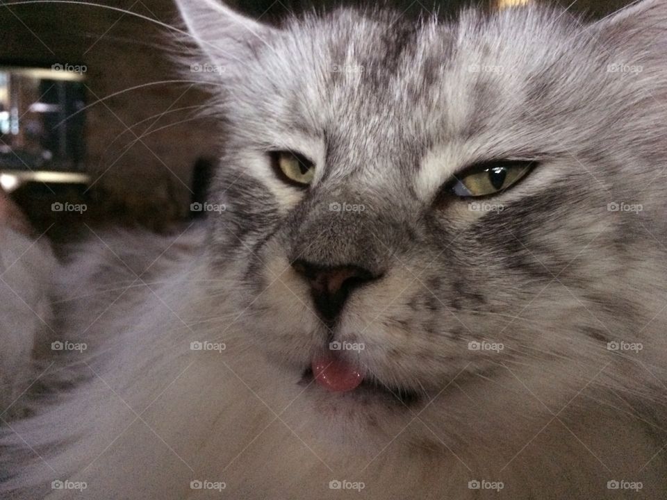 MalloyBoy . Bahhhhh !!!