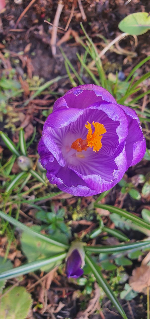 purple