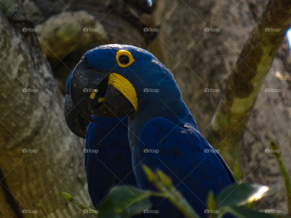 Simpática arara azul em uma tarde de verão