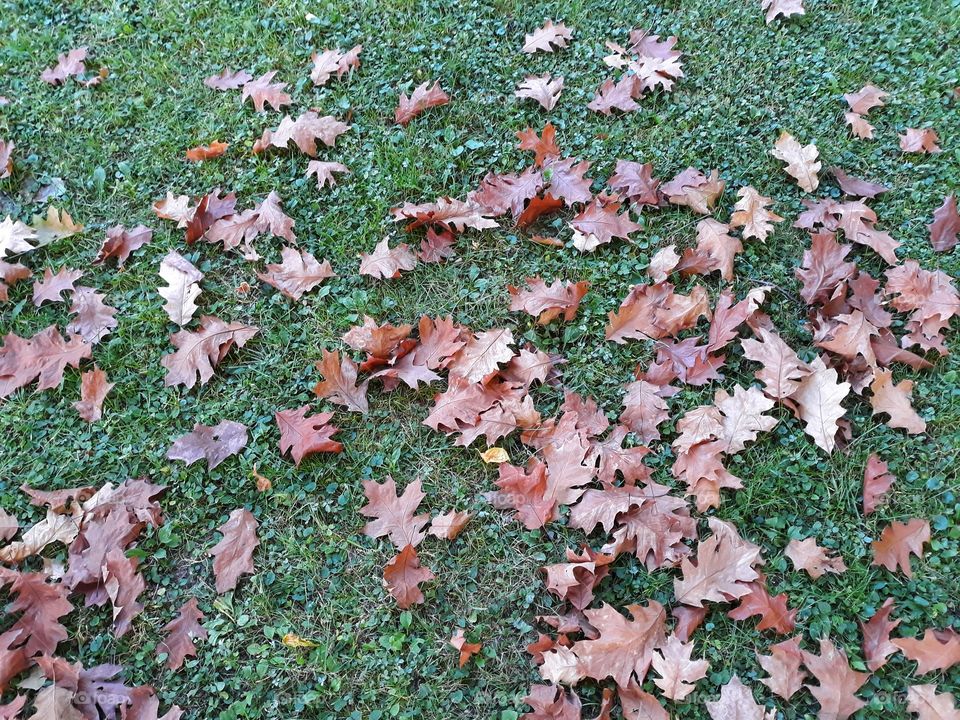 A carpet of leaves on the ground