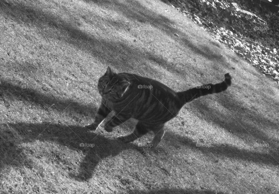 A cat walking around outside