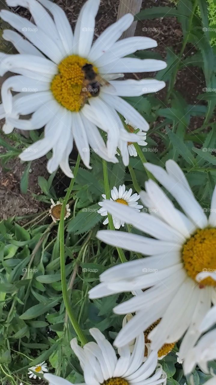 bee