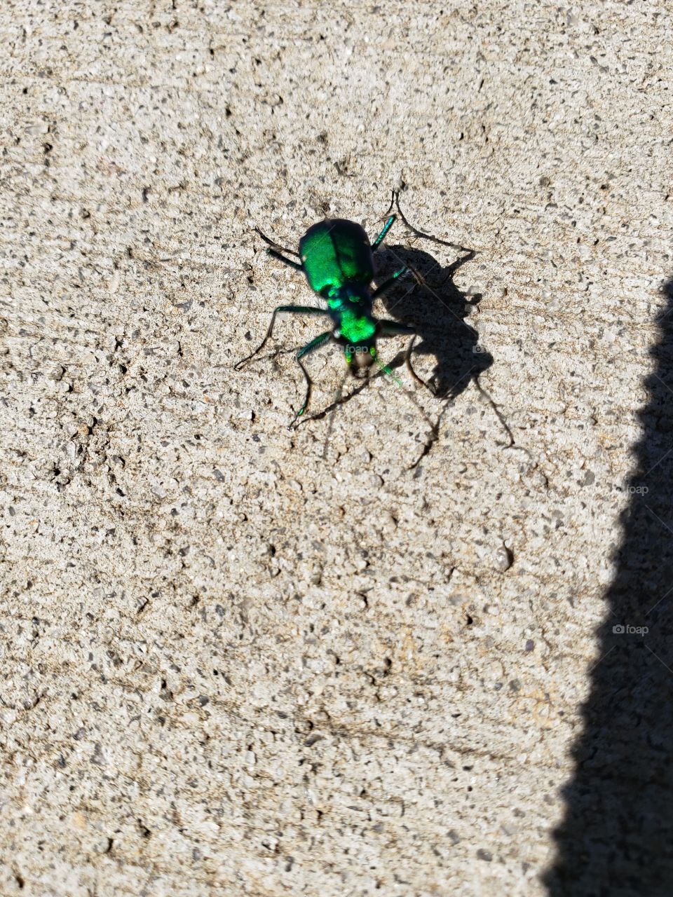 Glowing green bug