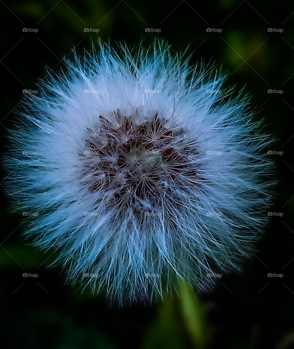 Dandelion