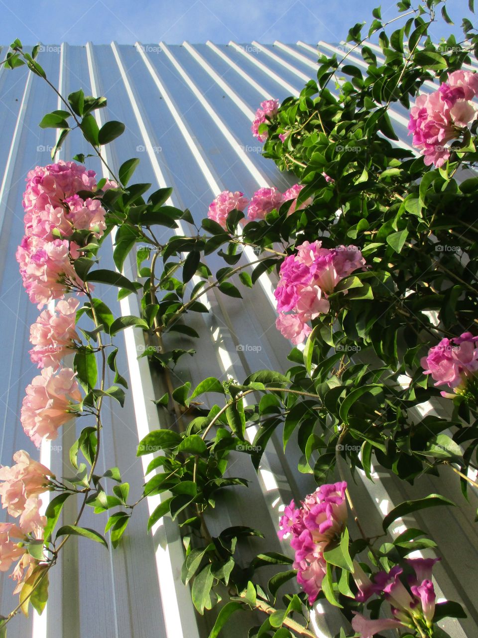 Beautiful pink flowers on the wall