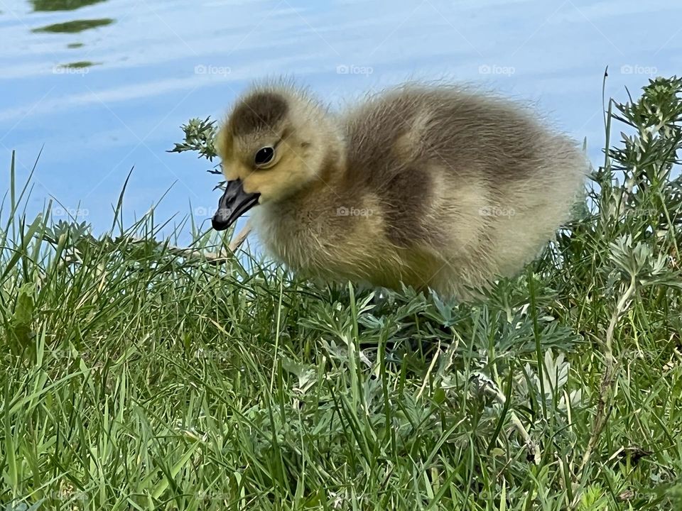 Little gosling looking for food