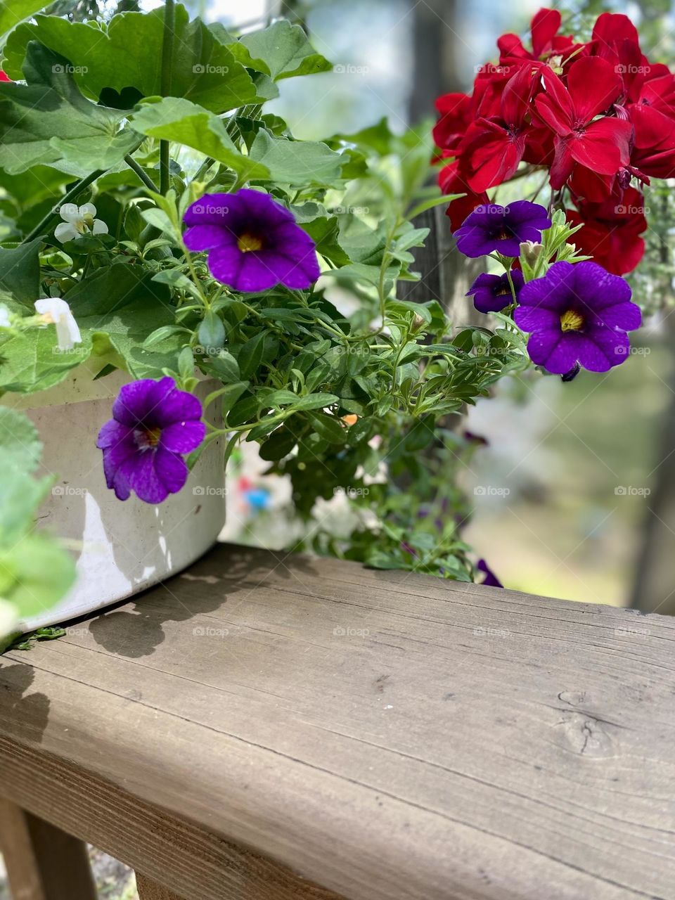 This image shows a lovely grouping of flowers arranged in a flower box on a deck. The flowers are a mix of purple and red hues, adding a vibrant and natural touch to the outdoor cottage setting. 