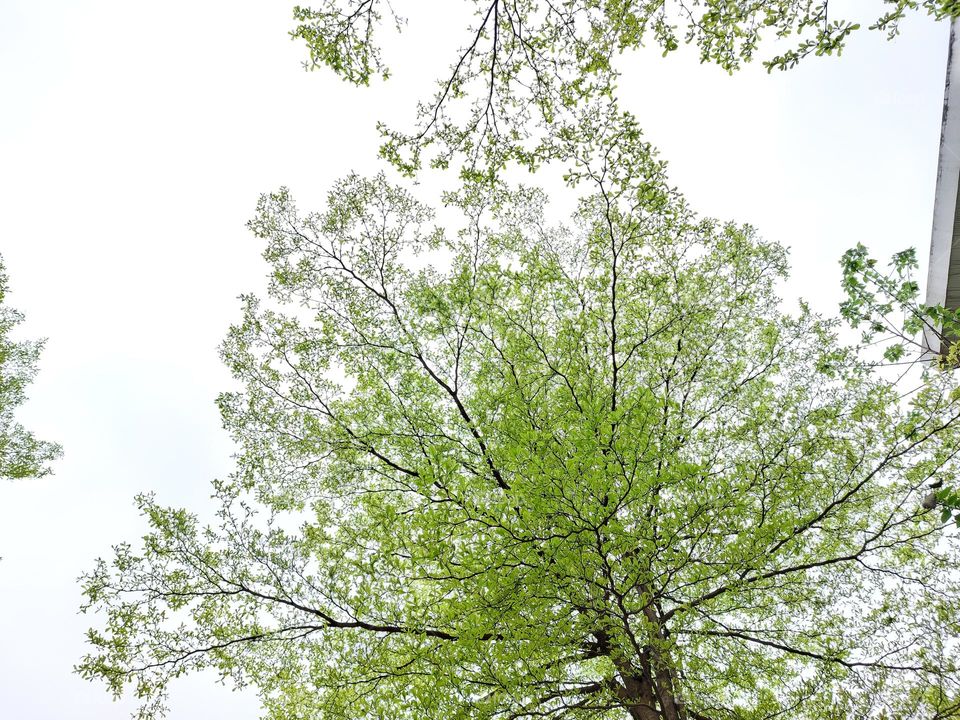 Young shoots of the Spring with green colors