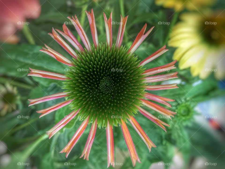 Coneflower 
