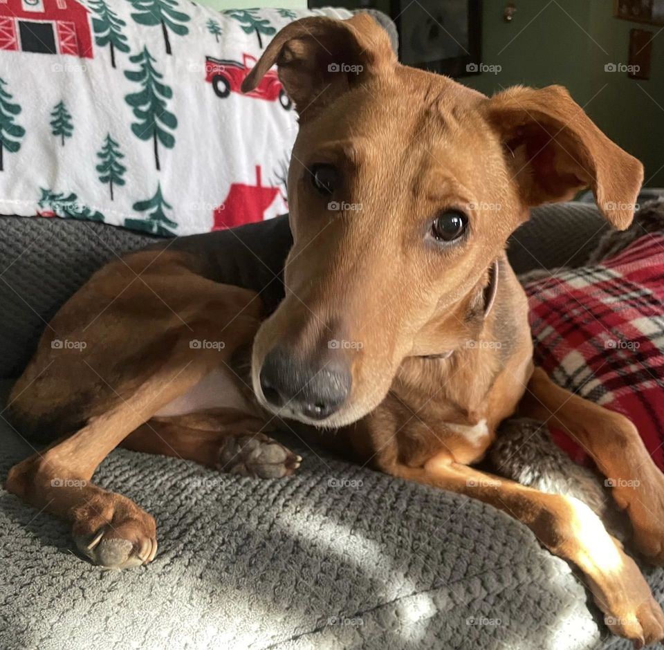 German shepherd dog posing 