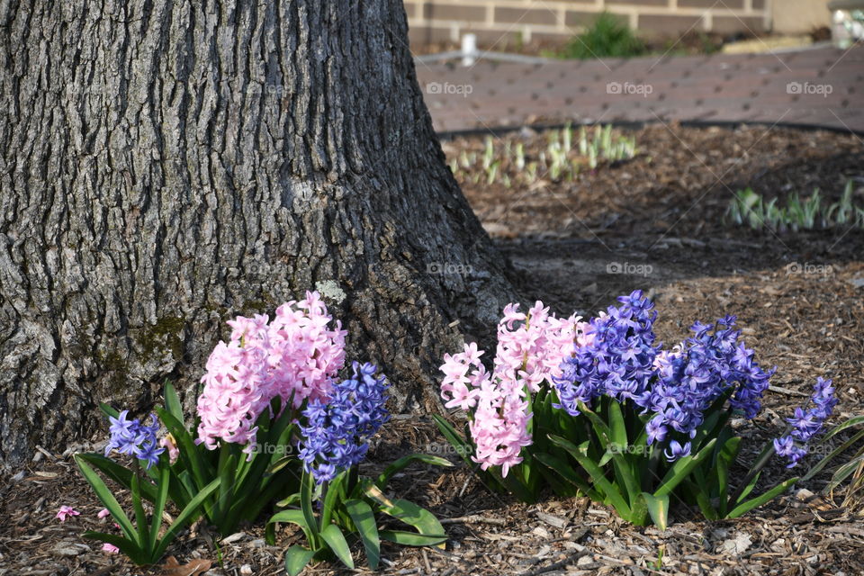 flower