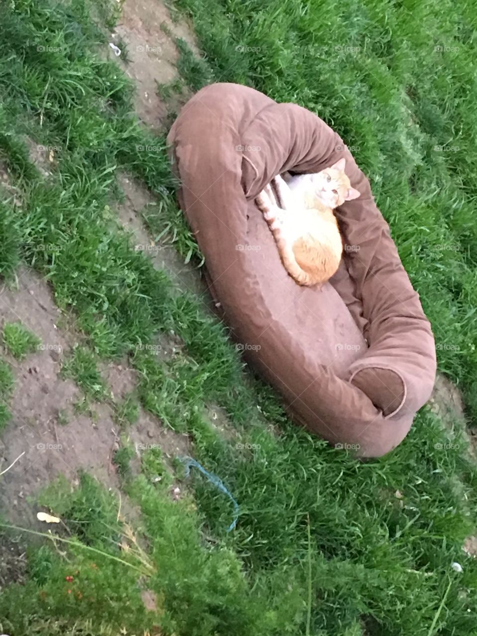 Airing out the dog bed and look who’s in it now! Been stolen by the family cat! 