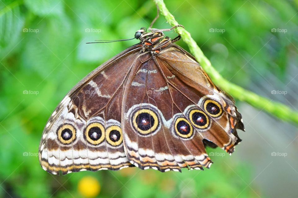 Blue Morpho Butterfly
