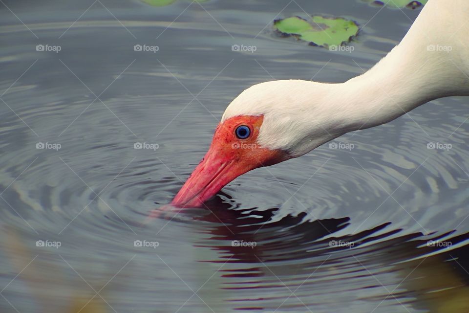 Bright red bill on a white Ibis seen hunting in the water.