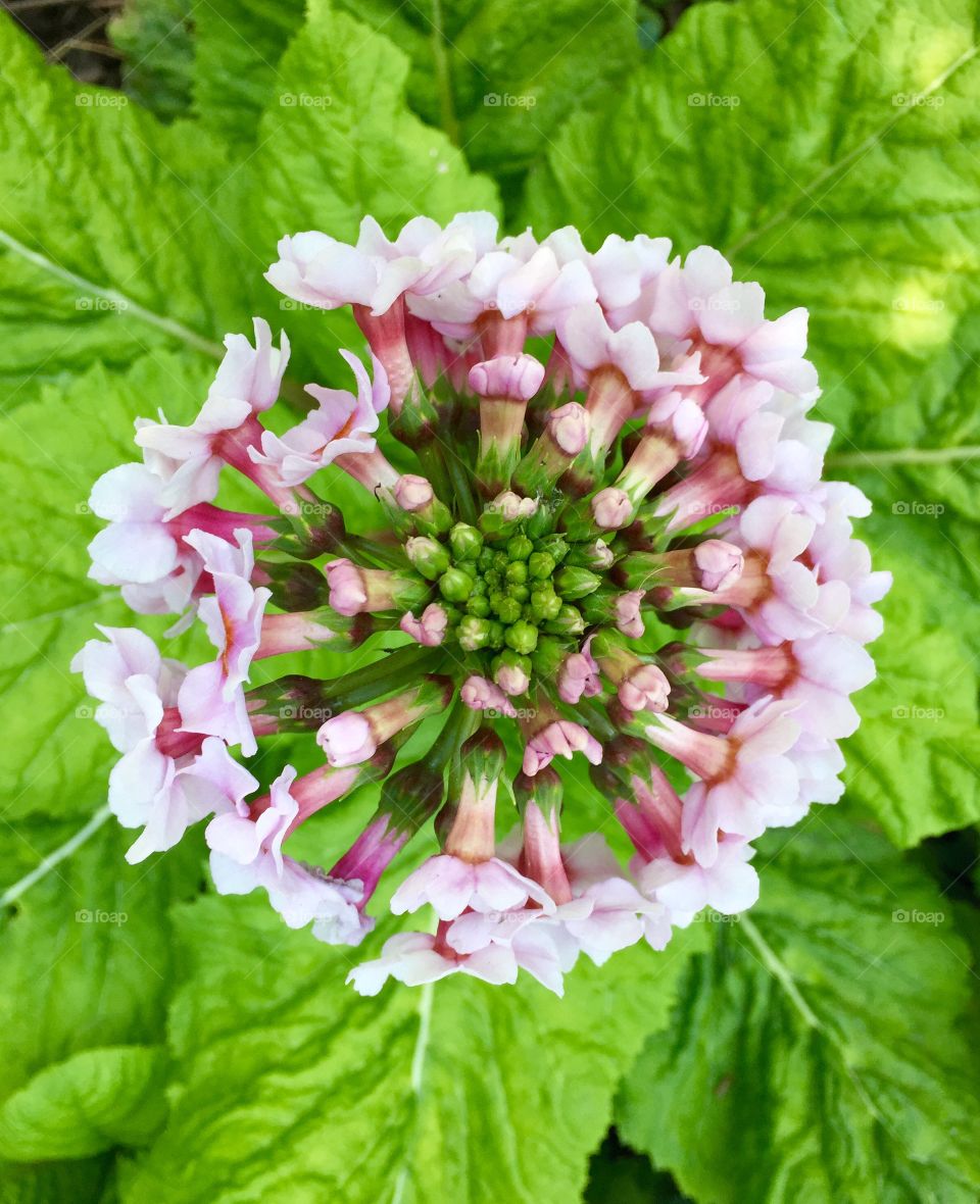 Overhead view of pink flower