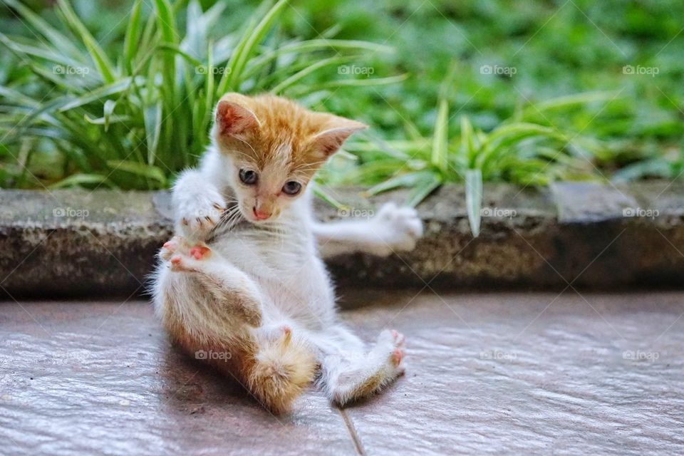 kitten playing alone