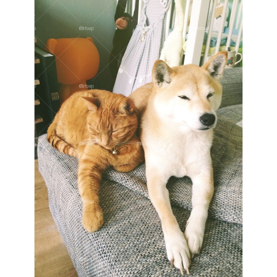 Relaxing cat and dog