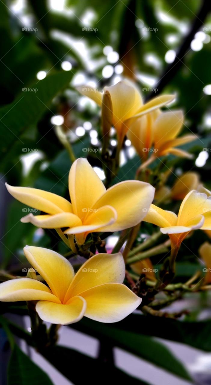 Plumeria rubra L. is the most common frangipani plant species, has the most varieties and is the most widely cultivated in the Bali region compared to other species