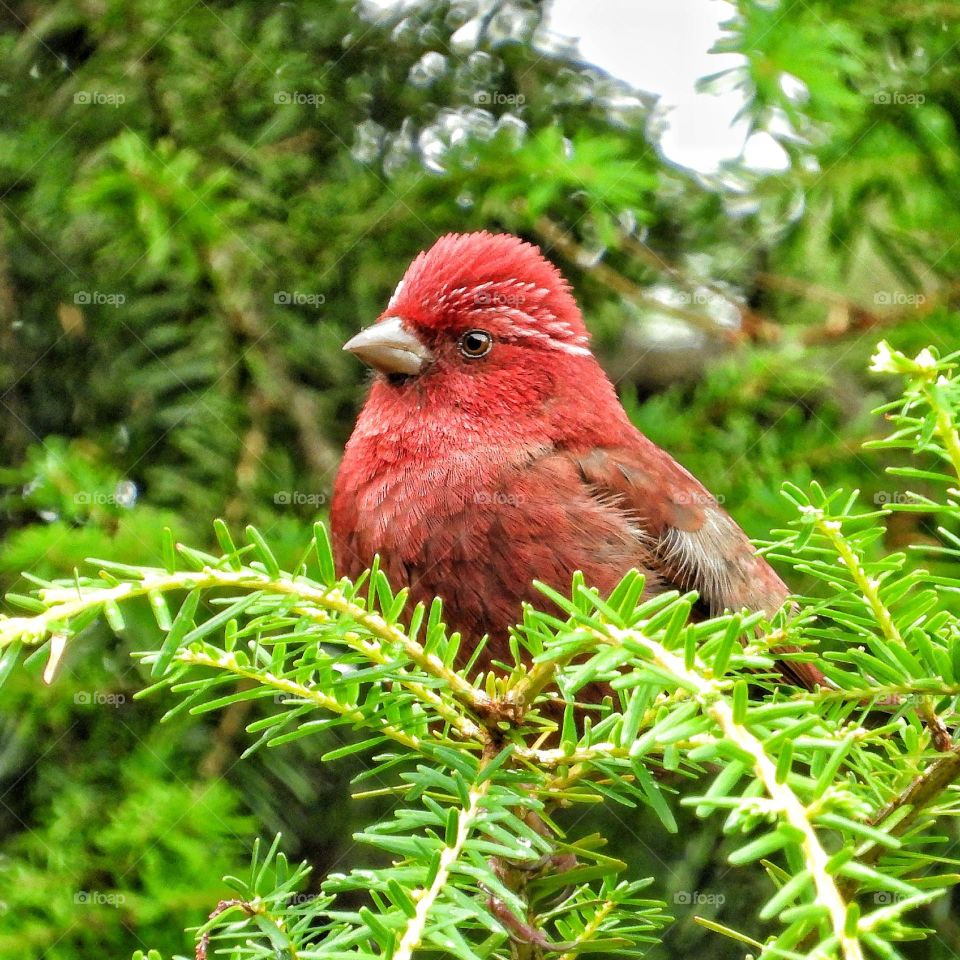 Beautiful and cute bird