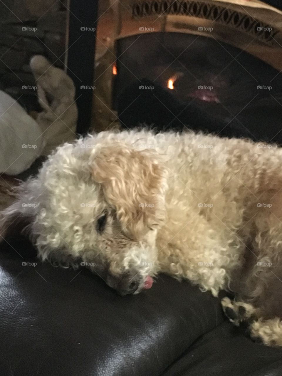 Poodle sleeping on footrest with tongue👅out!