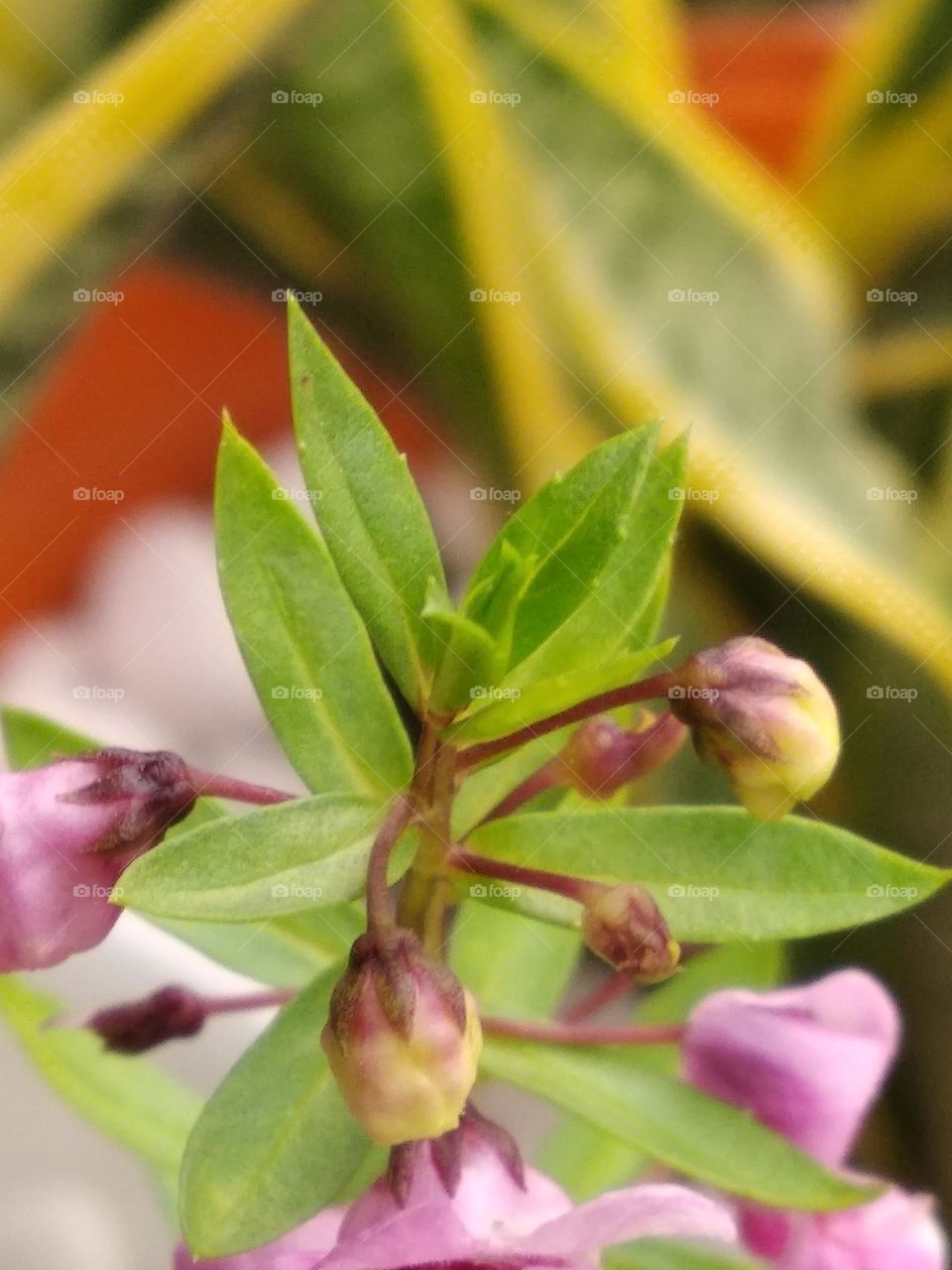 lavender plant leaves