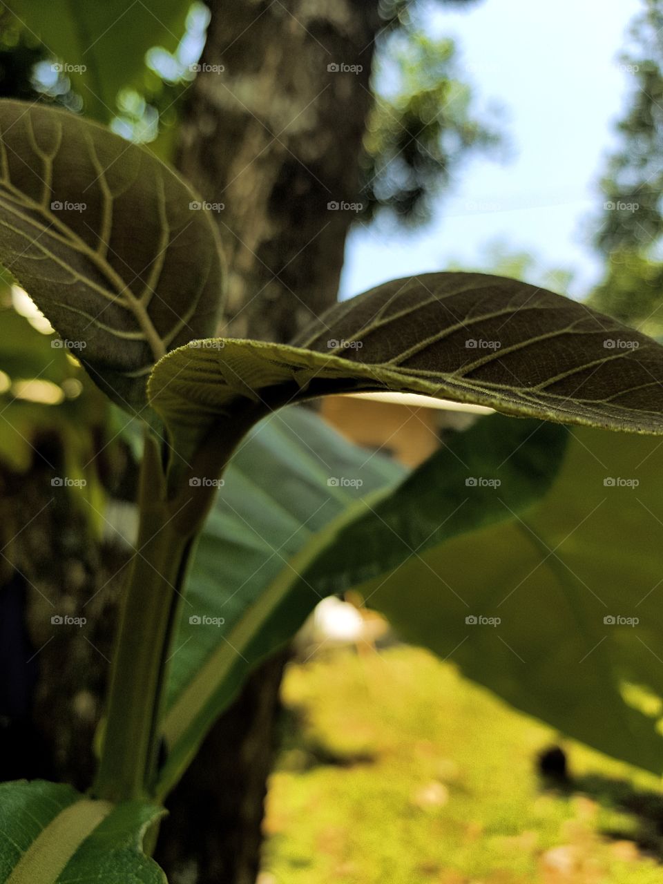 teak leaf