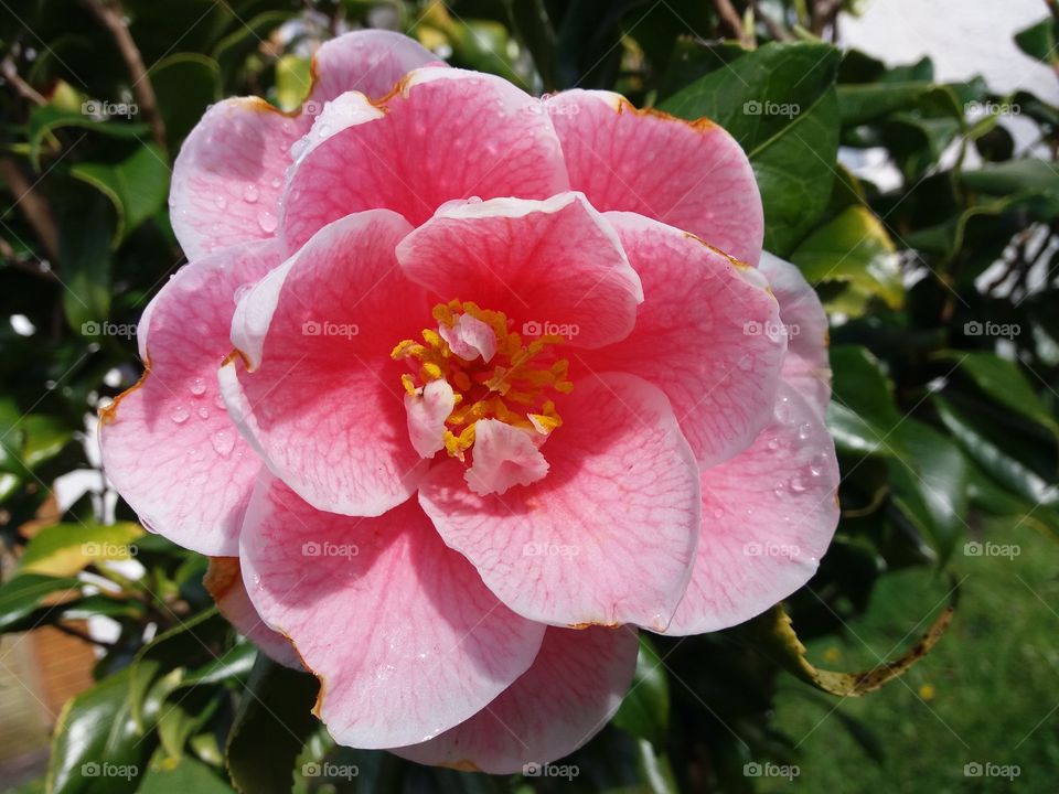 Garden, Flower, Nature, No Person, Leaf