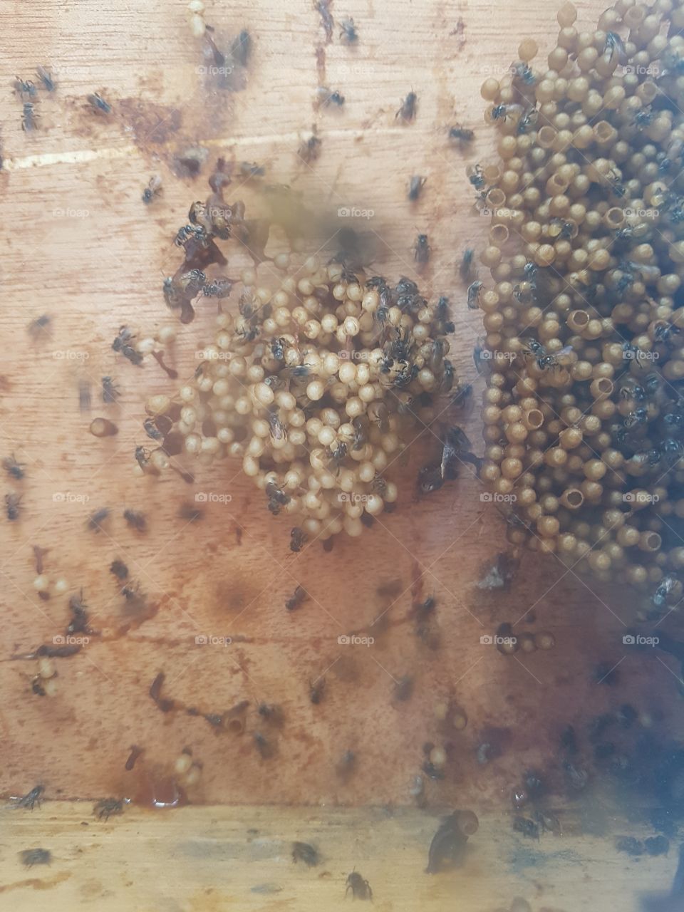 close up of stinglest bee hive with eggs