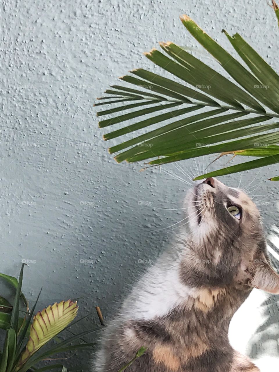 Close-up of cat looking up