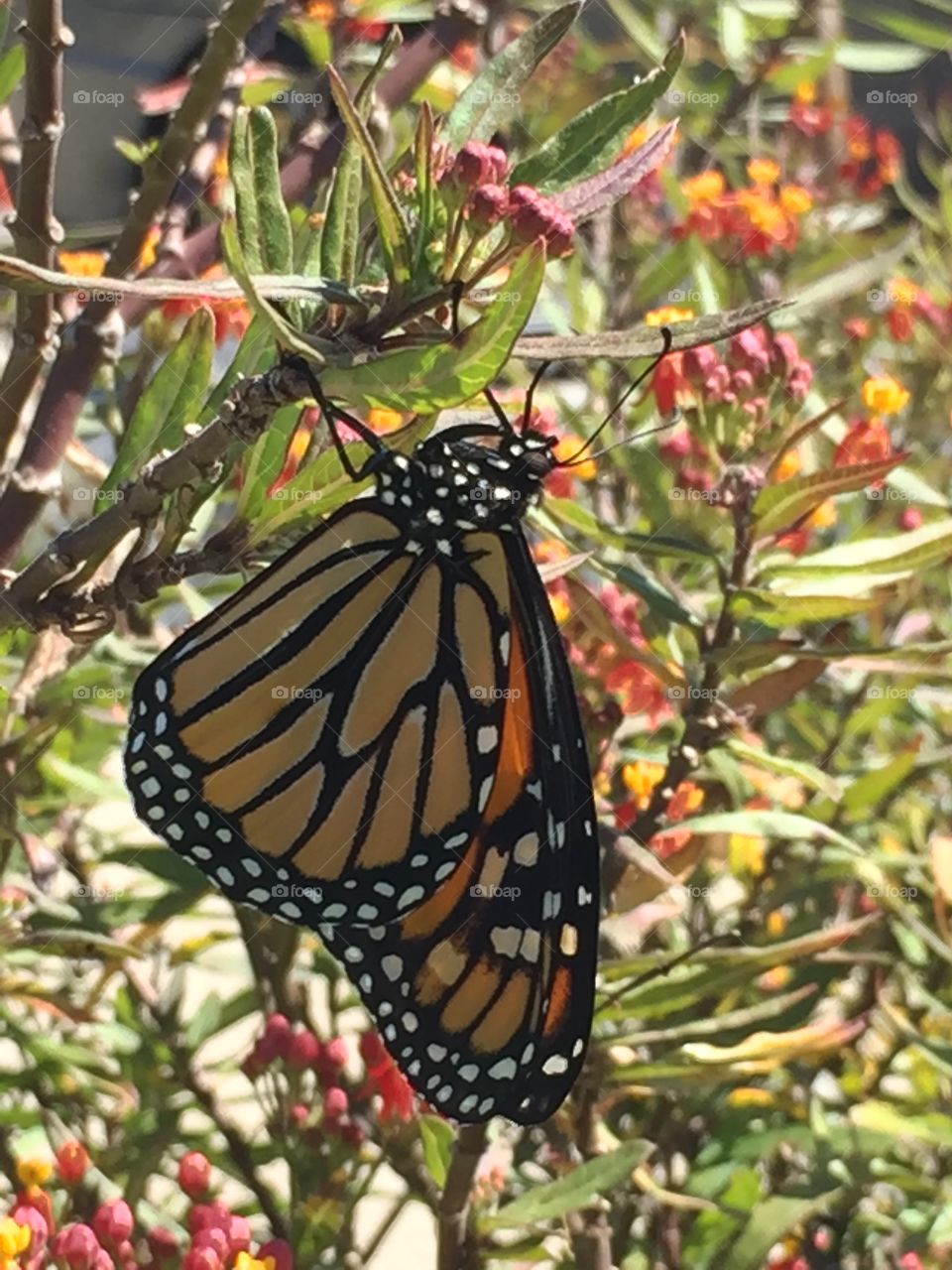 Monarch butterfly 