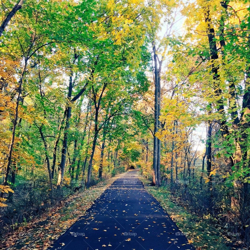 When the sun came up this morning it was like running through a tunnel of nature. 