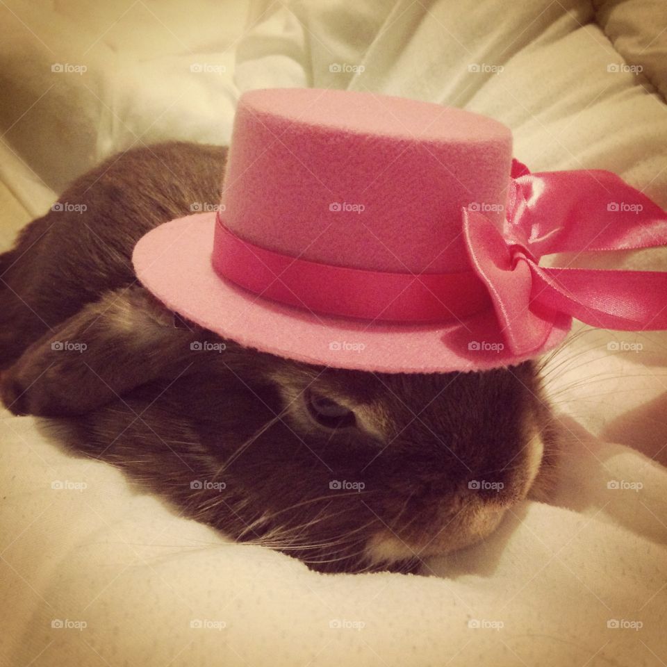 Style and comfort. . Mini lop rabbit baby in pink hat with bow. 
