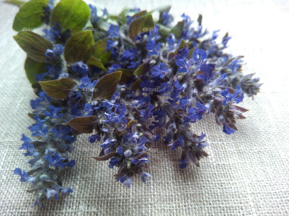 Aromatherapy, Lavender Color, Medicine, Flower, Perfume