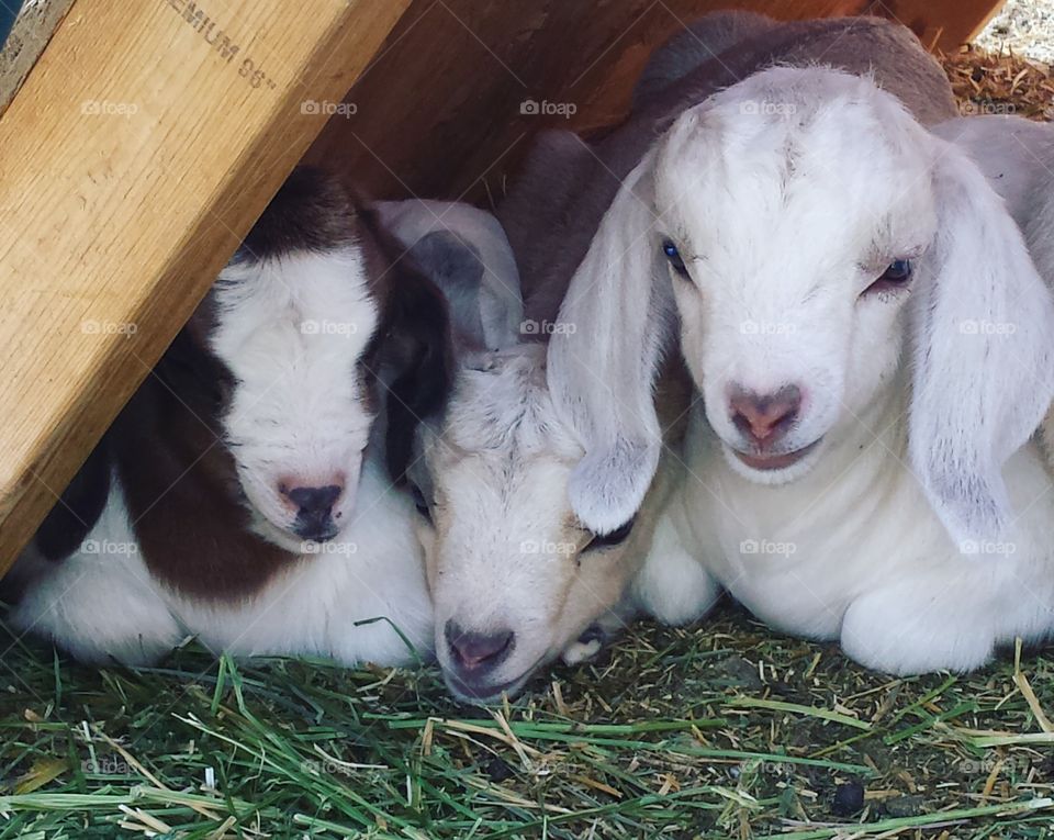 Baby goats (kids)