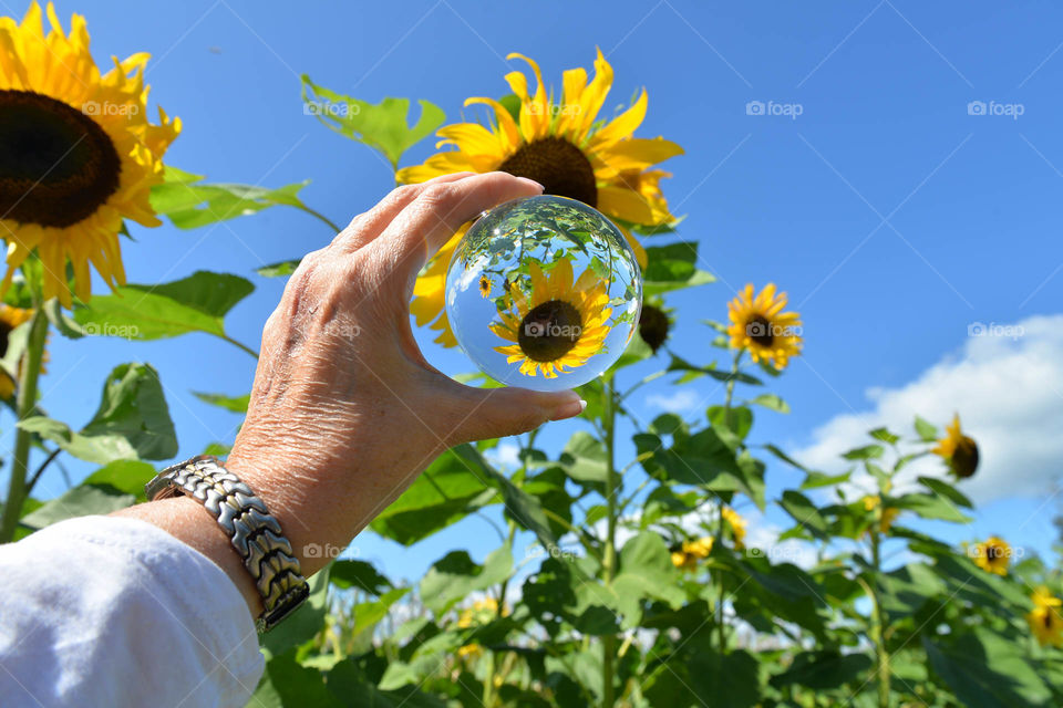 sunflower thru lensball