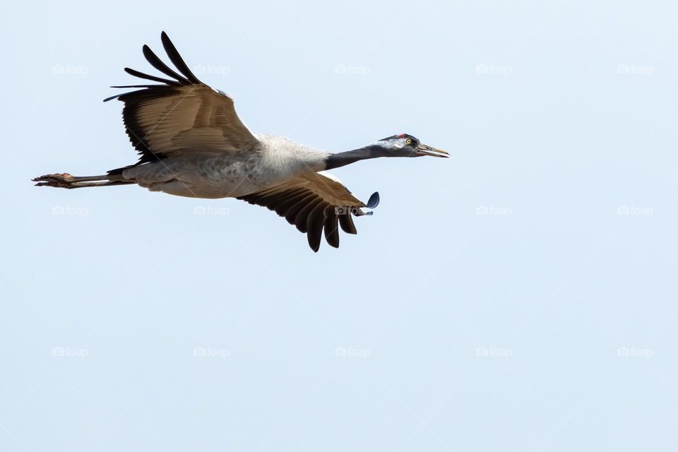 Closeup of one crane bird in flight with the sky in the background 