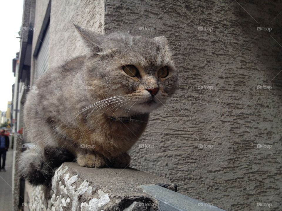 Cat on balcony 