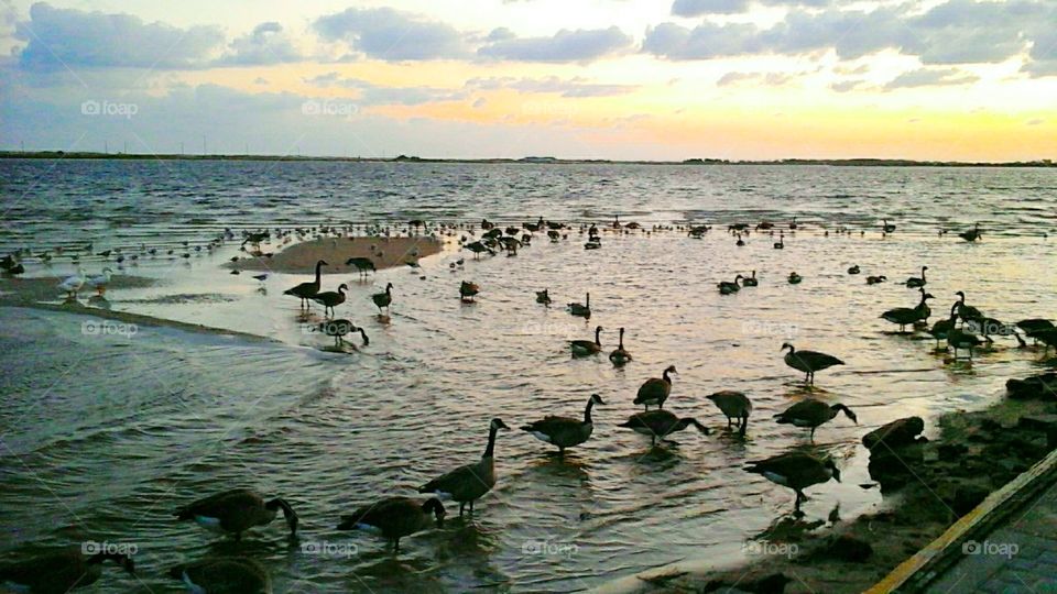 Sunset gathering of waterfowl