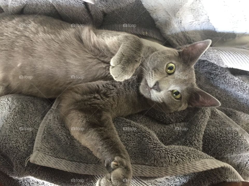Little grey kitten in the clean towels