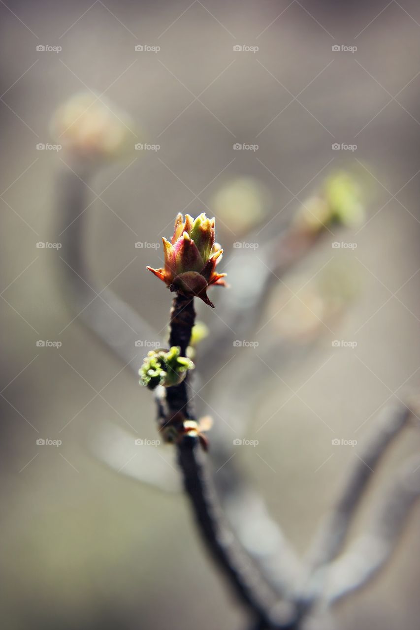 Bud