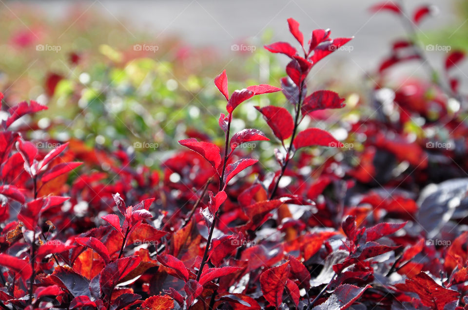 Red leaf in autumn