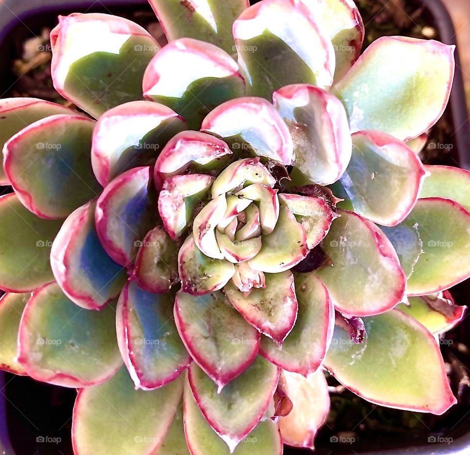 Pink edged echeveria succulent rosette 
