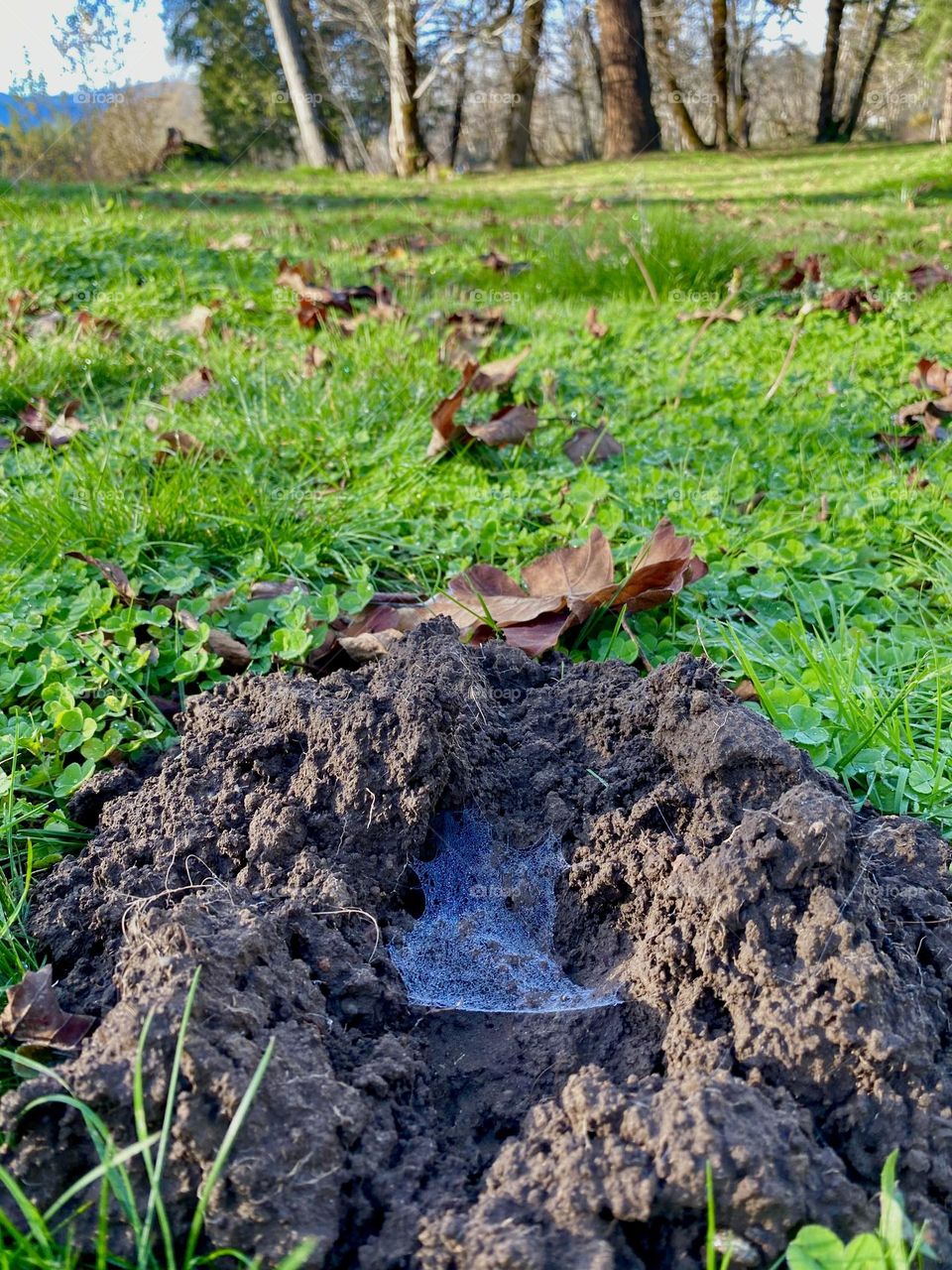 Spider web on ground 