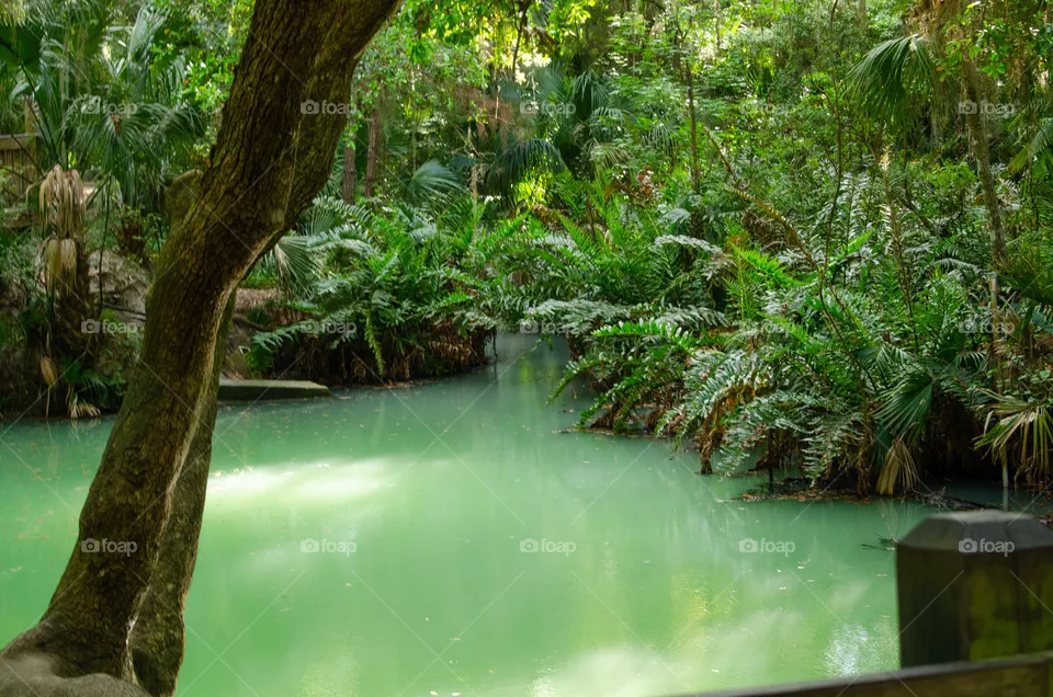 Green Sulfur Pond
