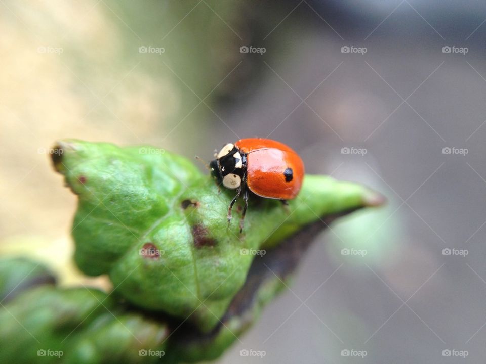 Ladybug